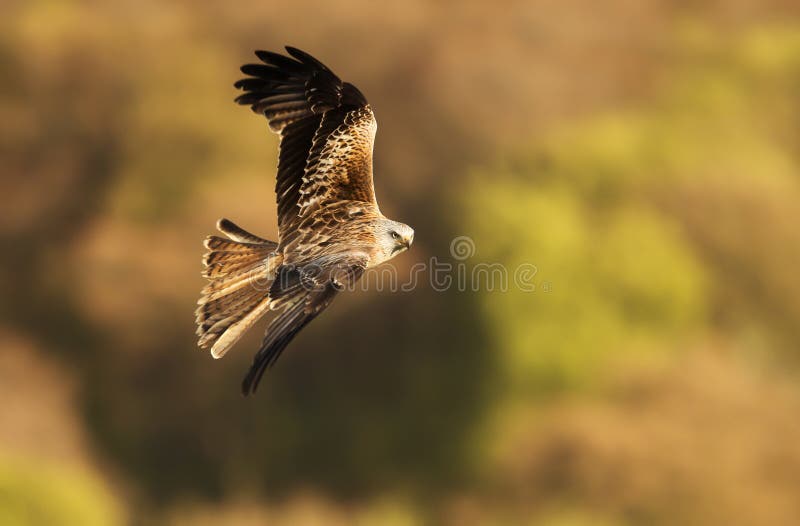 Fermez-vous d'un cerf-volant rouge en vol dans la campagne photos stock Fermez-vous d'un cerf-volant rouge en vol dans la campagne photos stock