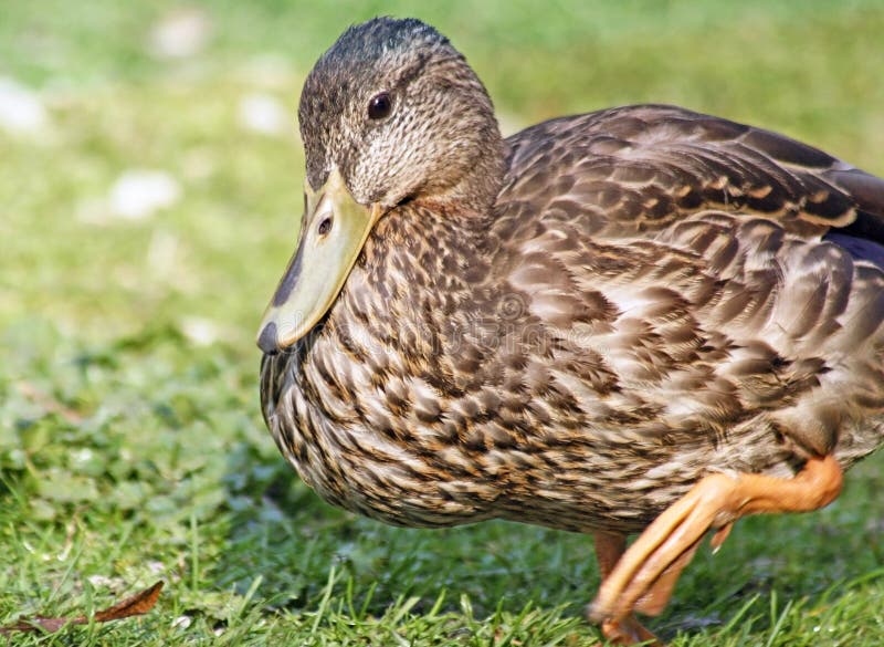 Fermez-vous d'un jeune canard de Mallard marchant sur l'herbe photographie stock Fermez-vous d'un jeune canard de Mallard marchant sur l'herbe photographie stock