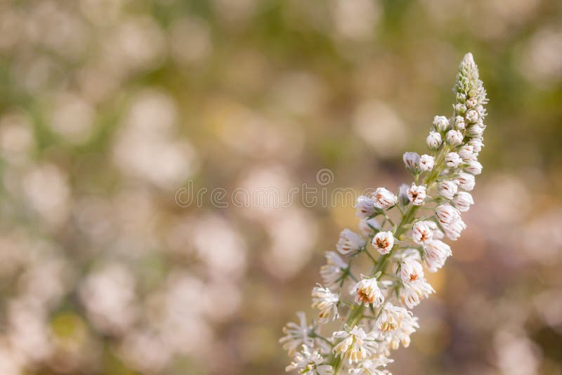 Fermez-vous d'un Wildflower avec des fleurs et des bourgeons avant qu'ils fleurissent pendant le ressort photo stock Fermez-vous d'un Wildflower avec des fleurs et des bourgeons avant qu'ils fleurissent pendant le ressort photo stock