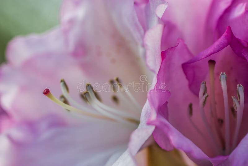 Fermez-vous d'une belle fleur images stock Fermez-vous d'une belle fleur images stock