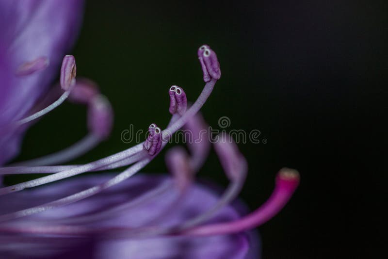 Fermez-vous d'une belle fleur images libres de droits Fermez-vous d'une belle fleur images libres de droits