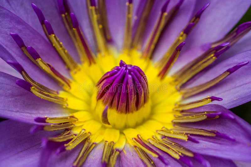 Fermez-vous d'une belle fleur photos libres de droits Fermez-vous d'une belle fleur photos libres de droits