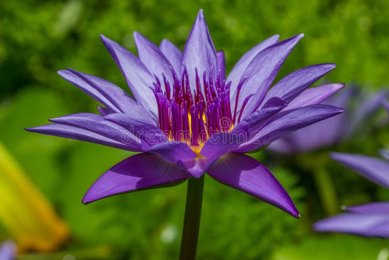 Fermez-vous d'une belle fleur image libre de droits Fermez-vous d'une belle fleur image libre de droits