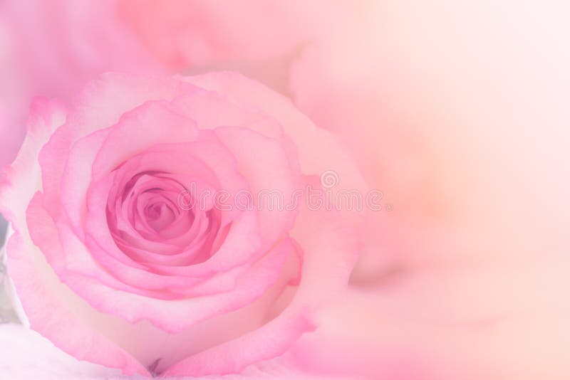 Fermez-vous d'une belle rose de rose dans le style doux image libre de droits Fermez-vous d'une belle rose de rose dans le style doux image libre de droits