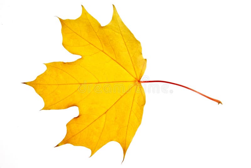 Fermez-vous d'une feuille d'érable d'isolement sur le fond blanc photo stock Fermez-vous d'une feuille d'érable d'isolement sur le fond blanc photo stock