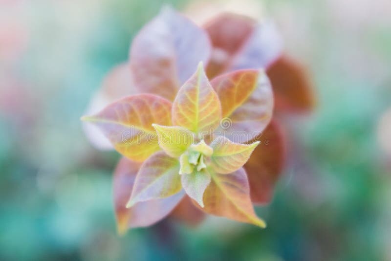 Fermez-vous d'une fleur simple images libres de droits