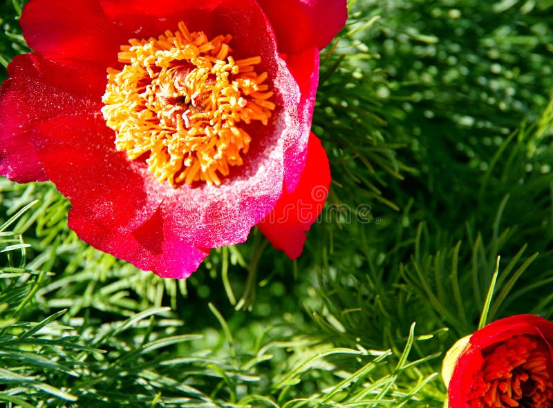1,590 Photos de Fleur Rouge Avec Le Pistil Jaune - Photos de stock  gratuites et libres de droits de Dreamstime
