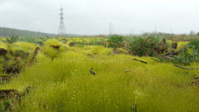 Fermez-vous de l'herbe épaisse fraîche avec des baisses de l'eau pendant le début de la matinée L'herbe verte fraîche avec de l'e image stock Fermez-vous de l'herbe épaisse fraîche avec des baisses de l'eau pendant le début de la matinée L'herbe verte fraîche avec de l'e image stock
