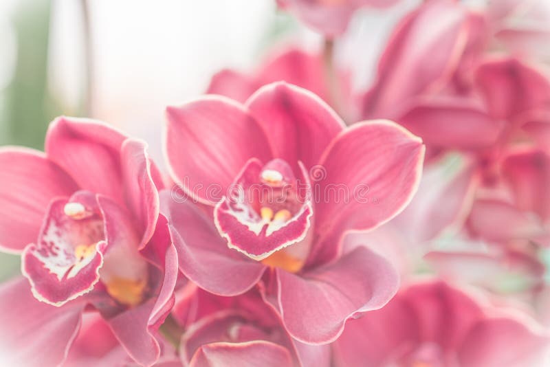 Fermez-vous de l'orchidée rose dans la couleur douce et brouillez le style photographie stock Fermez-vous de l'orchidée rose dans la couleur douce et brouillez le style photographie stock