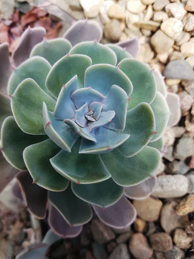 Fermez-vous de l'usine succulente d'echeveria dans une forme rose images libres de droits Fermez-vous de l'usine succulente d'echeveria dans une forme rose images libres de droits