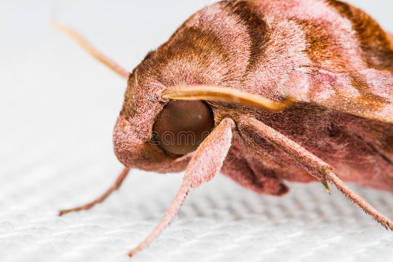 Close up of Sphingidae family of moths on white background. Close up of Sphingidae family of moths on white background