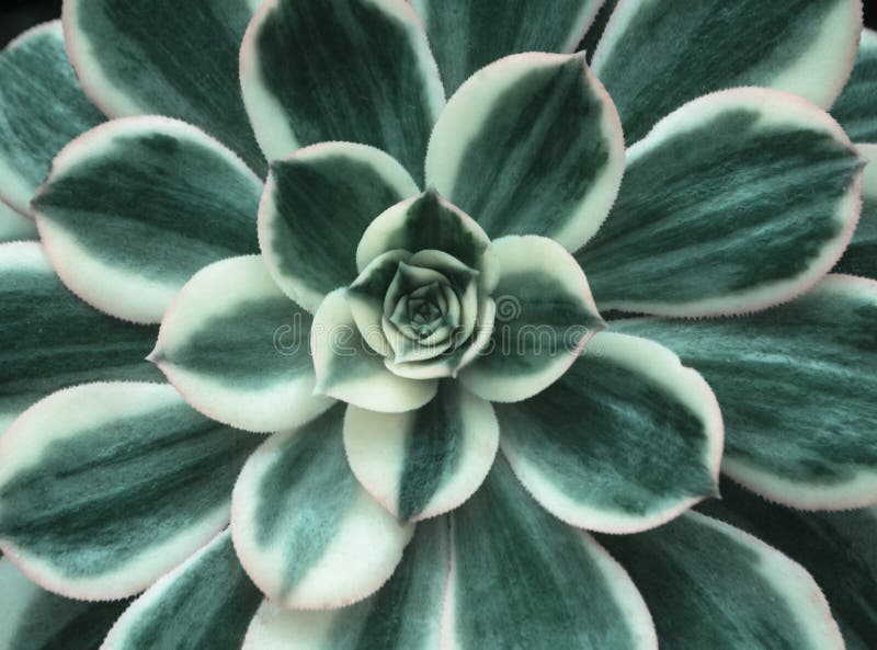 Fermez-vous de la fleur et des feuilles succulentes photographie stock libre de droits Fermez-vous de la fleur et des feuilles succulentes photographie stock libre de droits
