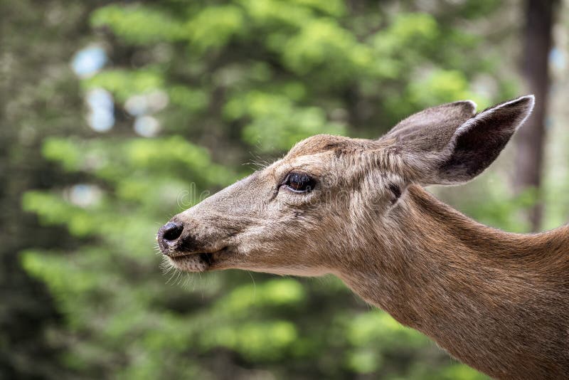 Fermez-vous de la jeune tête à queue noire de cerfs communs, parc national de Yosemite, la Californie photographie stock libre de droits Fermez-vous de la jeune tête à queue noire de cerfs communs, parc national de Yosemite, la Californie photographie stock libre de droits