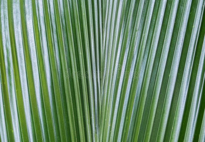 Fermez-vous de la palmette vert-foncé dans la forêt avec la nuance abstraite de ligne et de lumière du soleil utilisée en tant qu image libre de droits Fermez-vous de la palmette vert-foncé dans la forêt avec la nuance abstraite de ligne et de lumière du soleil utilisée en tant qu image libre de droits