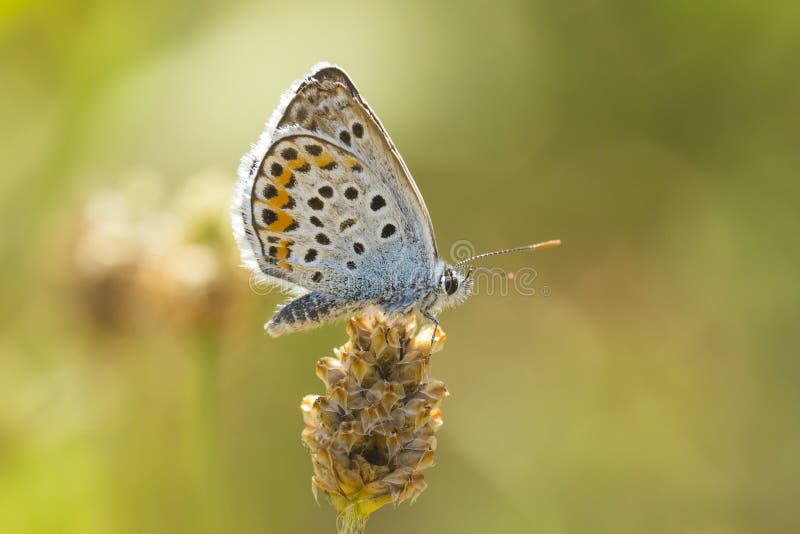 Fermez-vous de la recherche bleue argent-cloutée de Plebejus Argus de papillon photo stock Fermez-vous de la recherche bleue argent-cloutée de Plebejus Argus de papillon photo stock