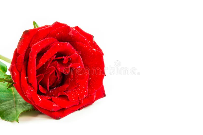 Fermez-vous de la rose de rouge sur le fond blanc, foyer sélectif images libres de droits Fermez-vous de la rose de rouge sur le fond blanc, foyer sélectif images libres de droits
