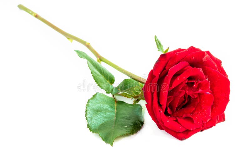 Fermez-vous de la rose de rouge sur le fond blanc, foyer sélectif photos stock Fermez-vous de la rose de rouge sur le fond blanc, foyer sélectif photos stock