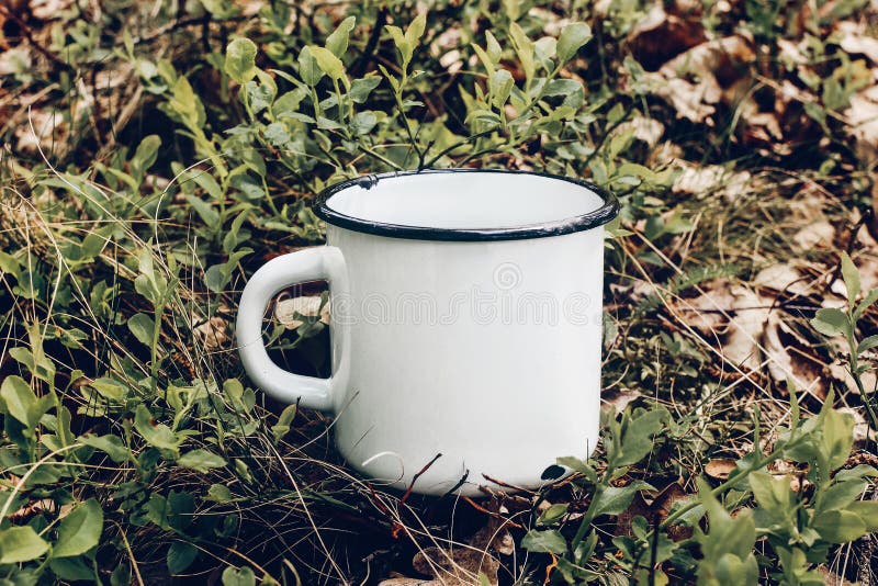 Fermez-vous de la tasse en métal sur l'au sol de forêt parmi des arbustes de myrtille et des feuilles de chêne Thé extérieur, tem photos stock Fermez-vous de la tasse en métal sur l'au sol de forêt parmi des arbustes de myrtille et des feuilles de chêne Thé extérieur, tem photos stock