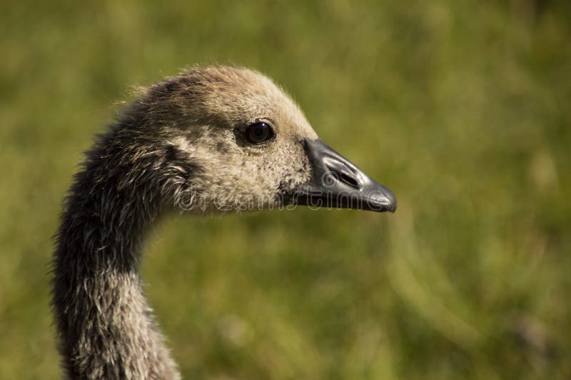 Fermez-vous de la tête d'une oie canadienne Gosling images stock Fermez-vous de la tête d'une oie canadienne Gosling images stock
