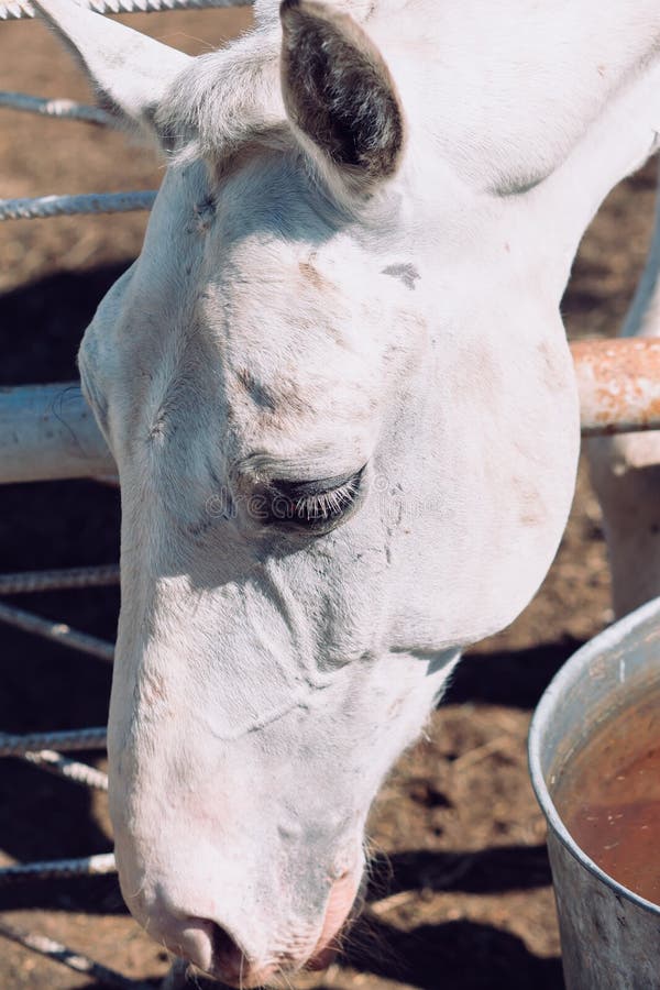 Fermez-vous de la tête du cheval noir images libres de droits Fermez-vous de la tête du cheval noir images libres de droits