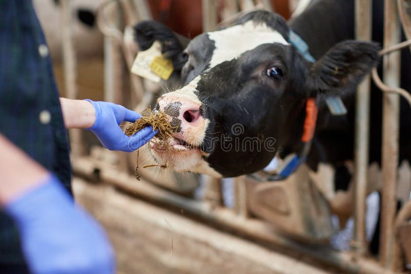 Agriculture industry, farming, people and animal husbandry concept - close up of man or farmer feeding cow with hay in cowshed on dairy farm. Agriculture industry, farming, people and animal husbandry concept - close up of man or farmer feeding cow with hay in cowshed on dairy farm