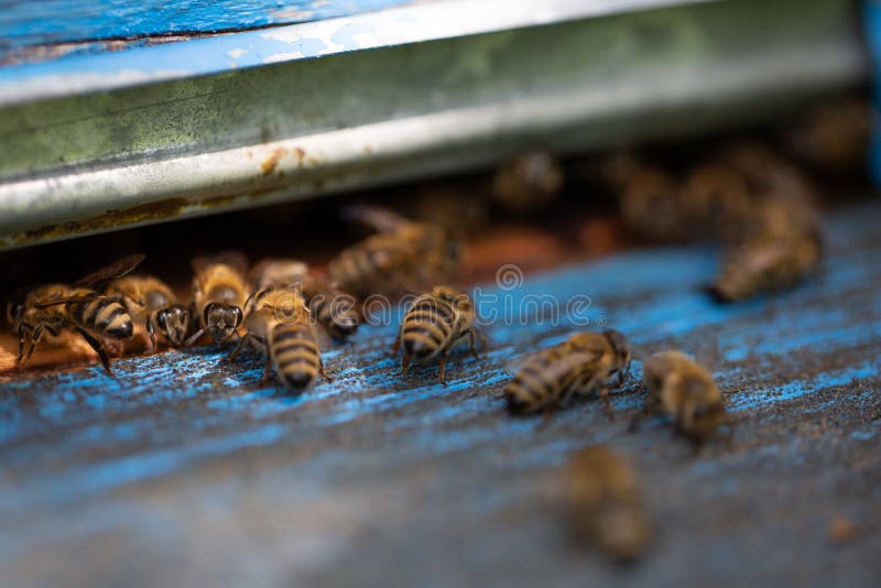 Fermez-vous des abeilles de vol Ruche et abeilles en bois images libres de droits Fermez-vous des abeilles de vol Ruche et abeilles en bois images libres de droits