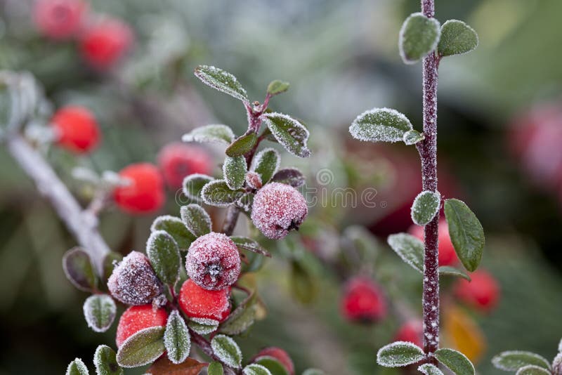 Red berries with hoarfrost on a cold winter day. Red berries with hoarfrost on a cold winter day