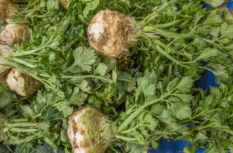 Fermez-vous des celeries frais sur un compteur dans un bazar turc typique de greengrocery à Eskisehir, Turquie images stock Fermez-vous des celeries frais sur un compteur dans un bazar turc typique de greengrocery à Eskisehir, Turquie images stock
