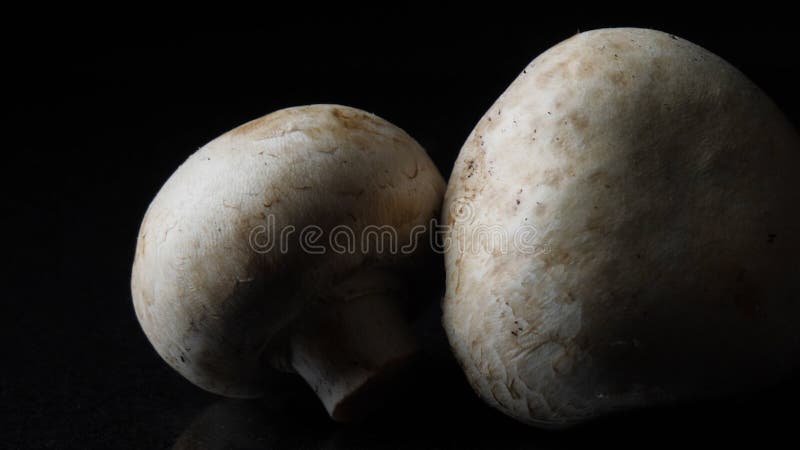 Fermez-vous des champignons blancs délicieux sur le fond noir Vue Le concept de la nutrition appropriée image stock Fermez-vous des champignons blancs délicieux sur le fond noir Vue Le concept de la nutrition appropriée image stock