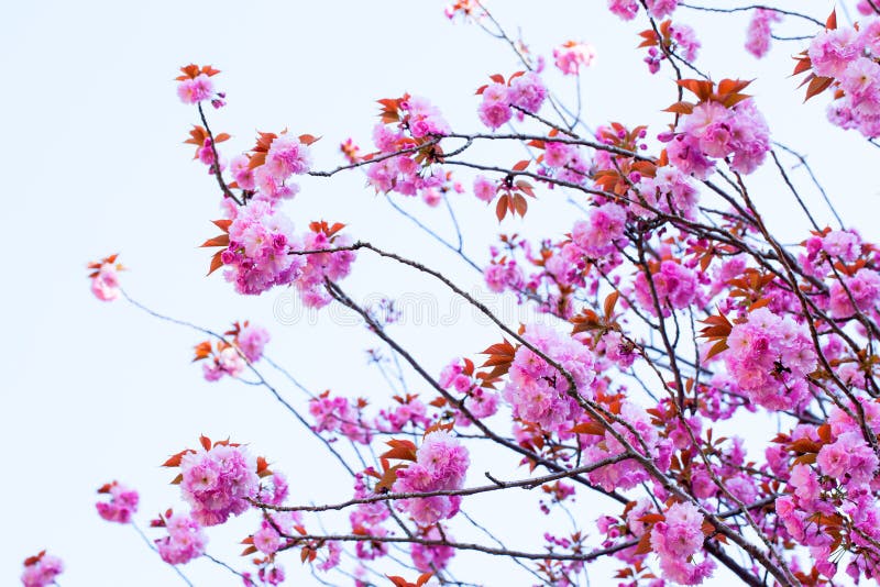 Fermez-vous des doubles fleurs de cerisier de floraison et du ciel bleu