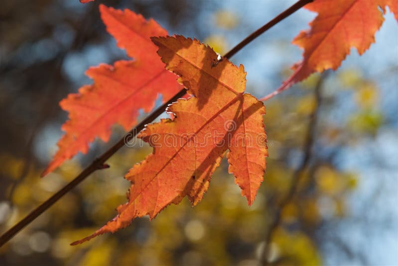 Fermez-vous des feuilles rouges d'érable d'automne images libres de droits Fermez-vous des feuilles rouges d'érable d'automne images libres de droits