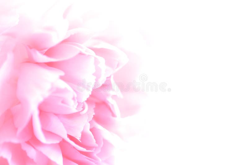Fermez-vous des fleurs roses d'oeillet image stock Fermez-vous des fleurs roses d'oeillet image stock