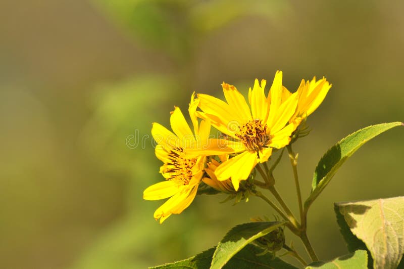 Fermez-vous des fleurs sauvages jaunes photo stock Fermez-vous des fleurs sauvages jaunes photo stock