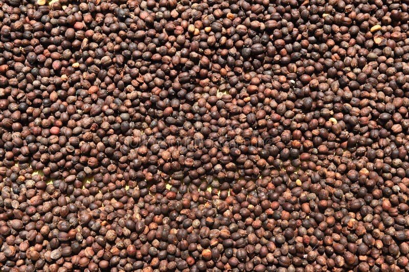 Fermez-vous des grains de café secs photos libres de droits Fermez-vous des grains de café secs photos libres de droits