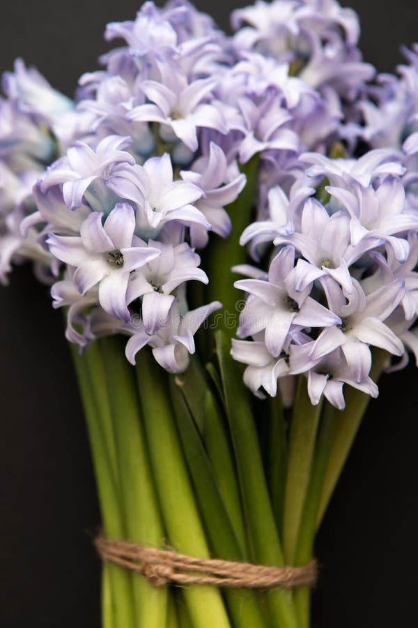 Fermez-vous des jacinthes bleues de fleurs de ressort sur un fond foncé image stock Fermez-vous des jacinthes bleues de fleurs de ressort sur un fond foncé image stock