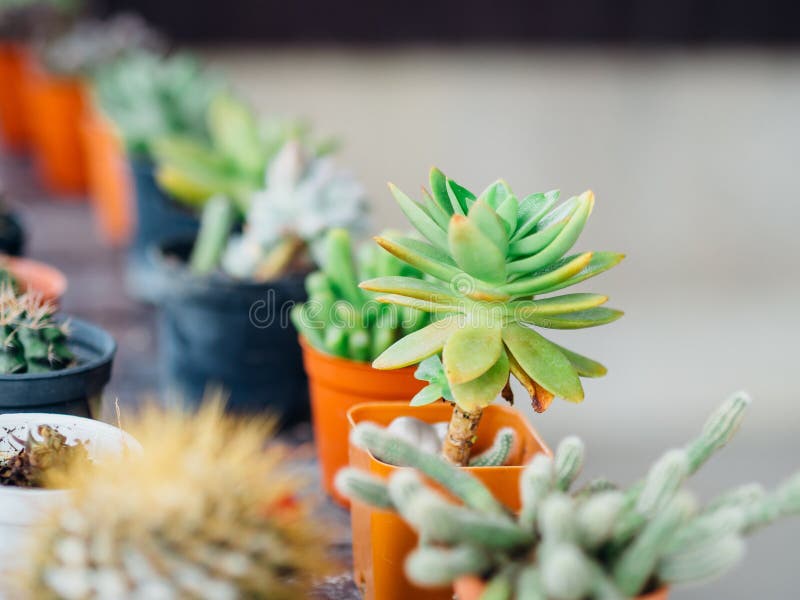 Fermez-vous des petites usines croissantes de cactus dans des pots photographie stock libre de droits Fermez-vous des petites usines croissantes de cactus dans des pots photographie stock libre de droits