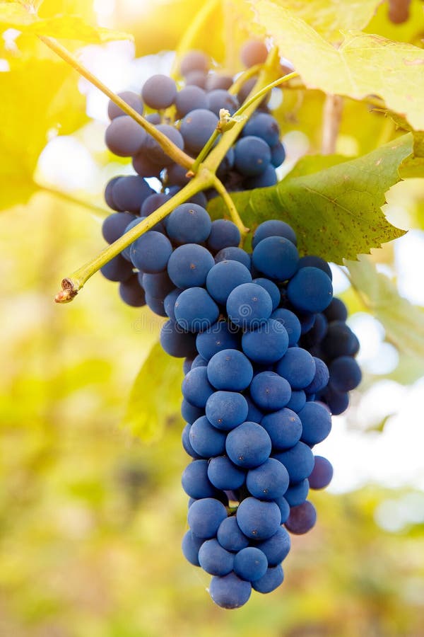 Download Fermez-vous Des Raisins De Vin Rouge Accrochant Sur La Vigne Pendant L'après-midi Image stock - Image du baies, nourriture: 77159447