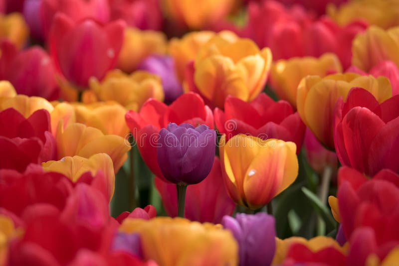 Fermez-vous des tulipes colorées vibrantes multiples images stock Fermez-vous des tulipes colorées vibrantes multiples images stock