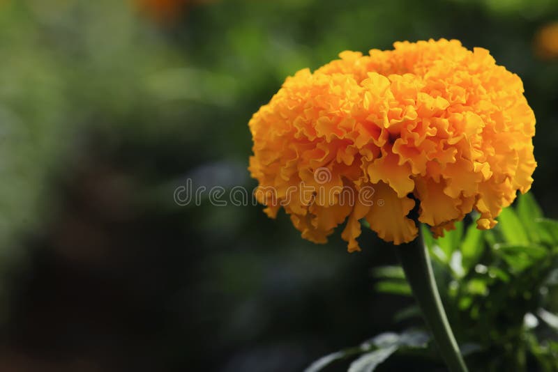 Fermez-vous du beau souci d'erecta de Tagetes de fleur de souci, mexicain, aztèque ou africain avec la lumière naturelle image stock Fermez-vous du beau souci d'erecta de Tagetes de fleur de souci, mexicain, aztèque ou africain avec la lumière naturelle image stock
