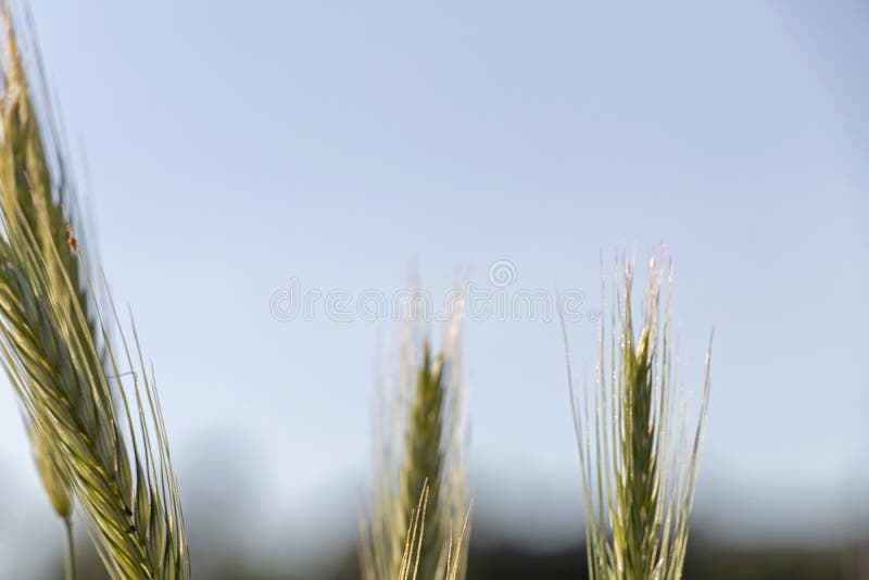 Fermez-vous du blé vert sur un soleil mou chaud de ressort Détail d'usine de blé dans le domaine agricole photo stock Fermez-vous du blé vert sur un soleil mou chaud de ressort Détail d'usine de blé dans le domaine agricole photo stock
