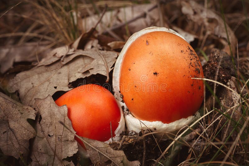 Fermez-vous du champignon rouge de César dans la forêt d'automne photo stock
