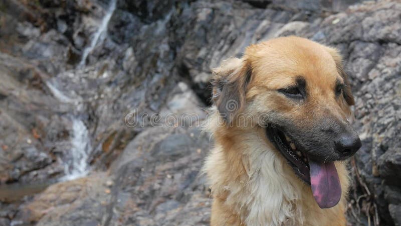 Fermez-vous du chien heureux mignon asseyant près de la cascade en Thaïlande HD au ralenti