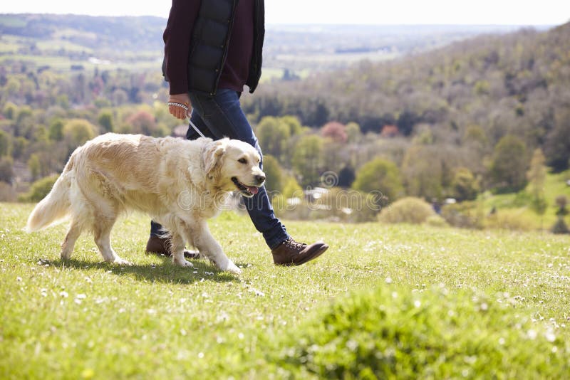 Fermez-vous du golden retriever sur la promenade dans la campagne photo stock Fermez-vous du golden retriever sur la promenade dans la campagne photo stock