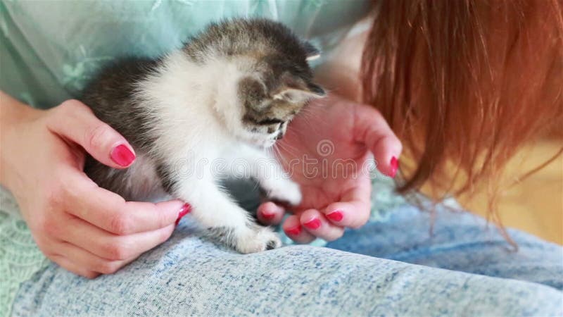 Fermez-vous du minou mignon chez des mains du ` s de la femme banque de vidéos
