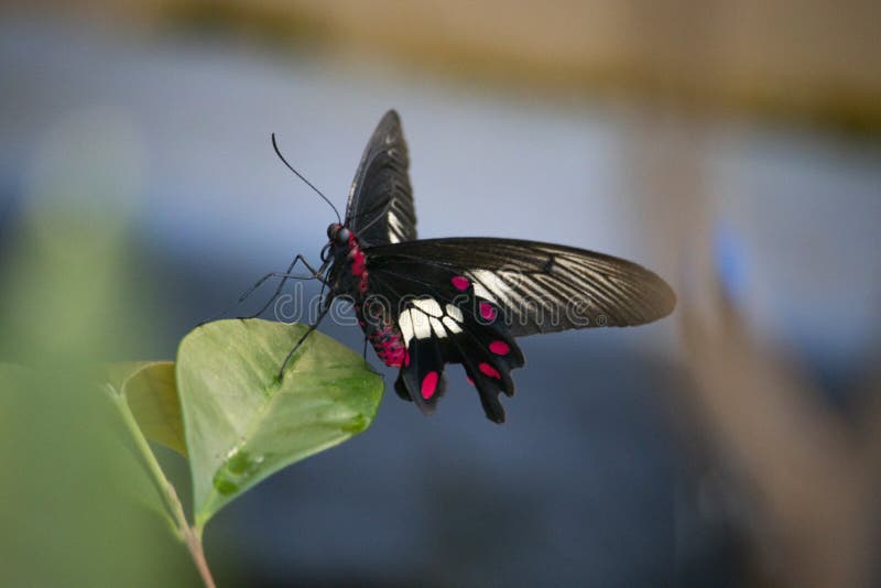 Fermez-vous du papillon sur une feuille photos stock Fermez-vous du papillon sur une feuille photos stock