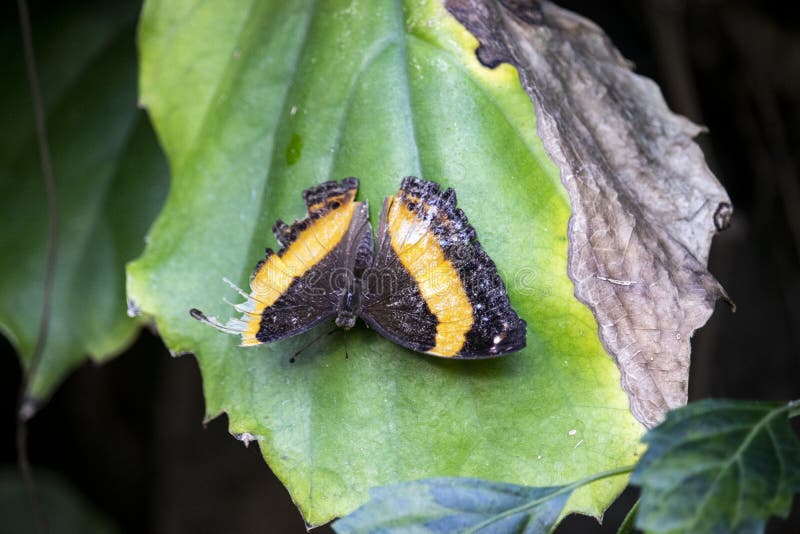 Fermez-vous du papillon sur une feuille image stock Fermez-vous du papillon sur une feuille image stock