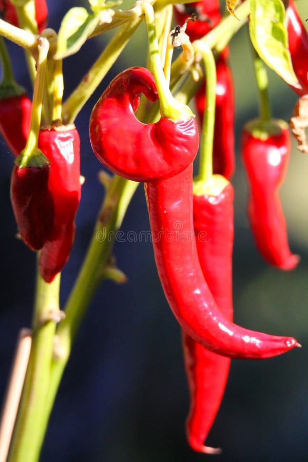 Fermez-vous du piment brillant lumineux de poivron rouge accrochant sur l'usine au soleil photos stock Fermez-vous du piment brillant lumineux de poivron rouge accrochant sur l'usine au soleil photos stock