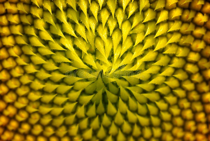 Fermez-vous du pollen de tournesol dans le jardin images libres de droits Fermez-vous du pollen de tournesol dans le jardin images libres de droits