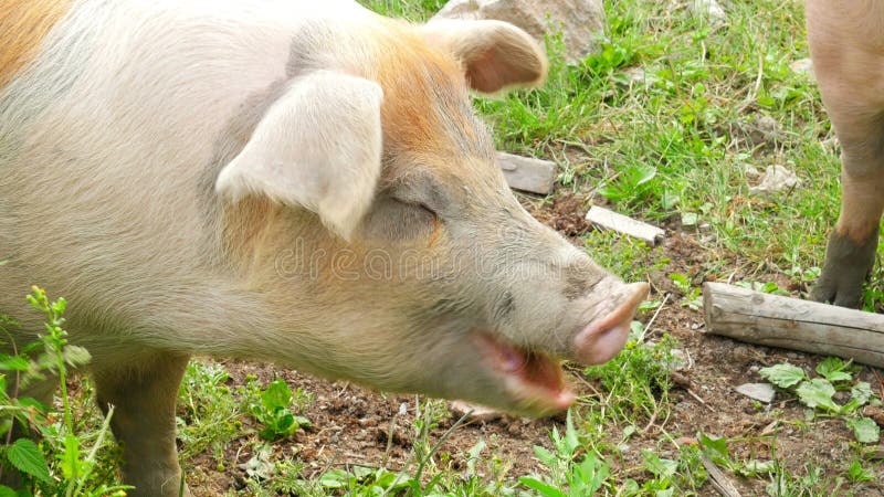 fermez-vous du porc frôlant l'herbe dans la ferme