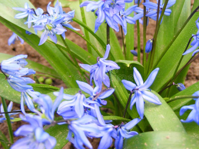 Fermez-vous du scilla bleu de fleurs de ressort en parc photographie stock Fermez-vous du scilla bleu de fleurs de ressort en parc photographie stock